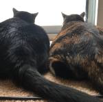 12510242_10156387816645363_3905501607628304963_n