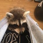 13508891_10157008236295363_2877100915219926266_n