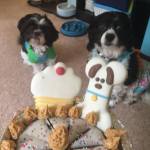 13645108_10157050408970363_7129717920965592114_n