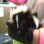 13925379_10157162923345363_783902325589773093_n